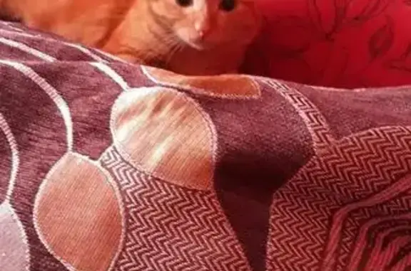 Найден рыжий котик в Норильске