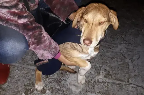 Пропала собака в Пятигорске, нуждается в особом уходе!