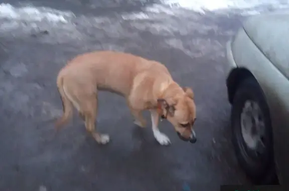 Найдена собака в Красноярске!