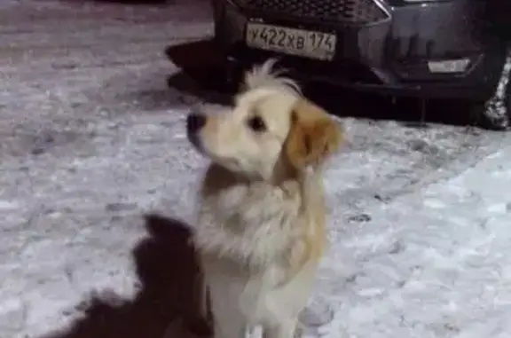 Найден пес на Барбюса 5, Ленинский р-н, Челябинск #найденные