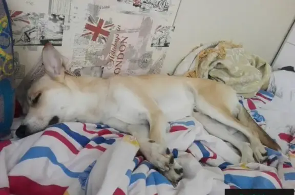 Собаки потеряшки, Иваново, фото: Потеряшка собака Снуп в Суховке, Иваново