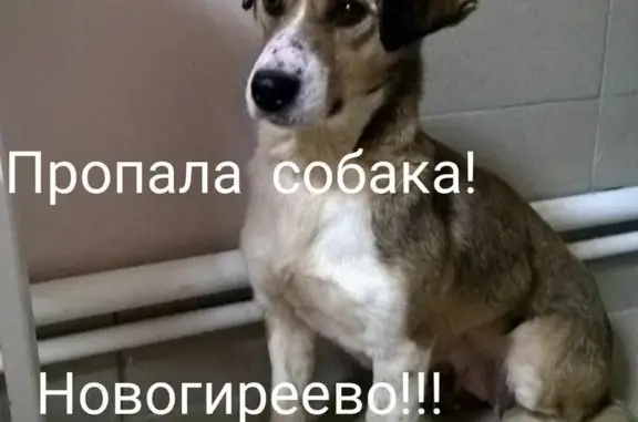 Пропала собака в Москве, район Новогиреево, адрес ул. Молостовых, д.11.