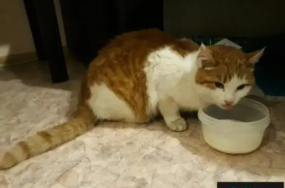 Пропал кот на Машгородке, найдена кошка