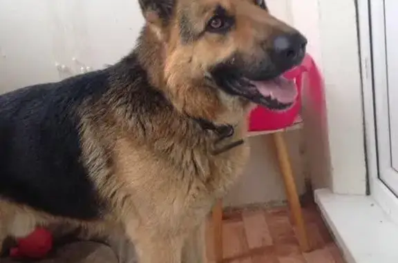 Найдена собака в Балашихе, МО