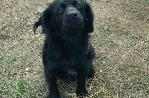 Пропала собака Черныш в Будённовске!