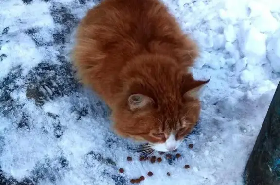 Найден рыжий кот в Муроме, нужен дом