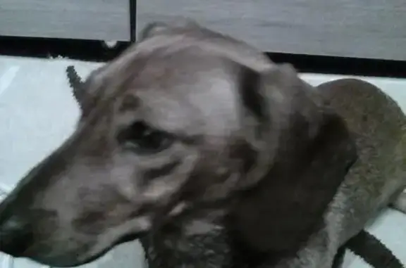 Собака найдена на ул. Детская в Иркутске