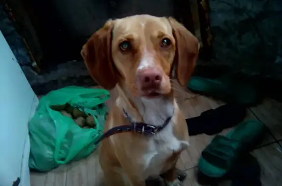 Найдена собака на ул. Калинина, Темрюк: щенок венгерской легавой ищет хозяина.