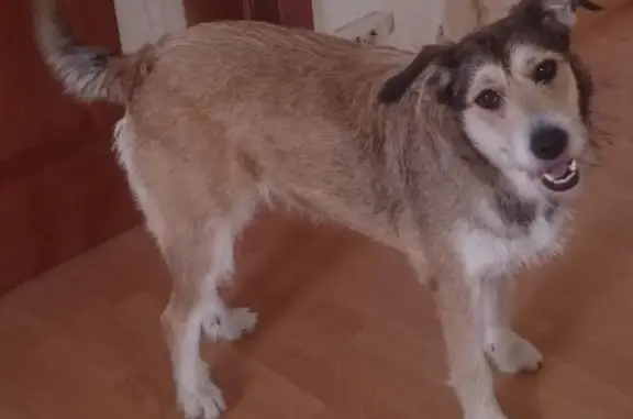 Пропала собака в Родниках, возможно ушла в Быково или Удельную