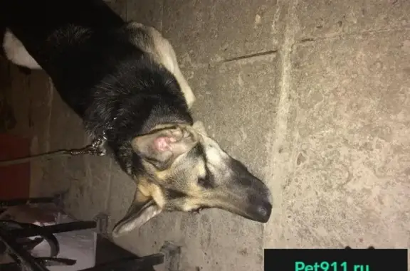Пропала и найдена собака в Василеостровском р-не, СПб