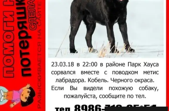 Пропала собака в Парке Победы, Казань