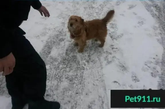 Пропала и найдена собака в Москве
