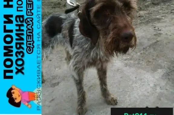Пропала собака в Аксае, найдена молодая сука дратхаара