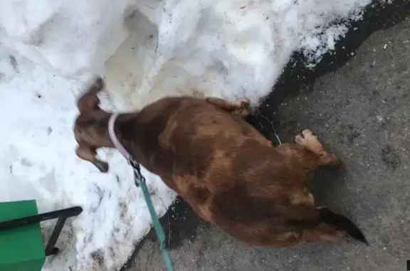 Найдена собака на Зеленодольской, Москва