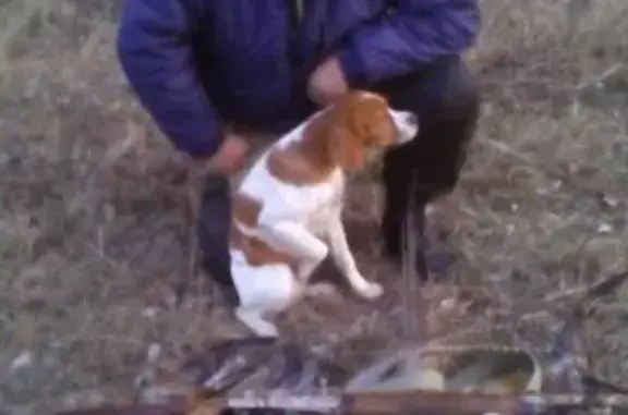 Пропала собака в районе Парнас, откликается на кличку Ума (Умка)
