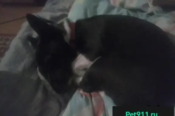 Пропала собака в Бийске, окрас чёрно-белый, кличка Дина