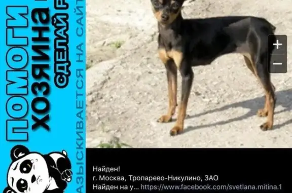 Пропала собака: найдена в ЗАО Москвы