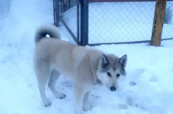 Найдена собака, Рекшино, фото: Найден кобель Хацки в Рекшино, Нижегородская область