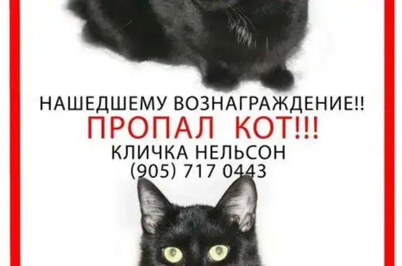Пропала кошка в Москве на ул. Вешняковская.