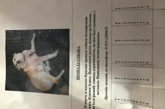 Пропала собака Алиса в Кратово, Московская область
