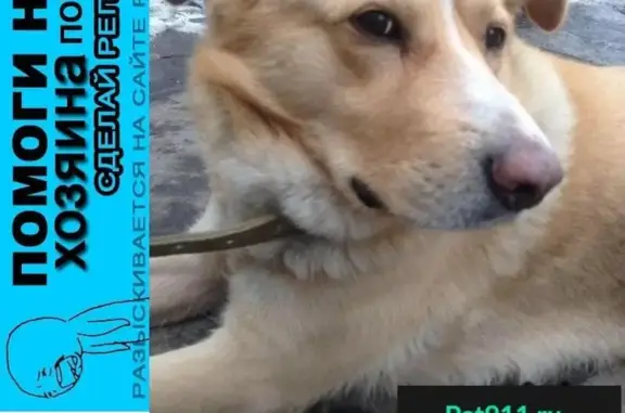Пропала собака на Северо-Востоке, найден дружелюбный пес в ошейнике.