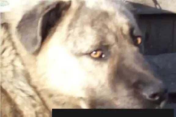 Пропала собака в Кемерово на Сибирякова