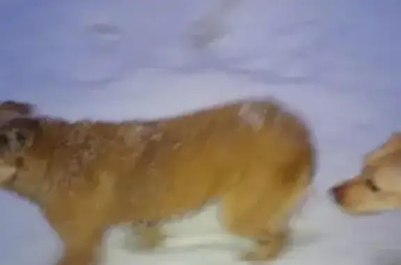 Найдена собака в Кемерово, школа 45, Ворошилова 7
