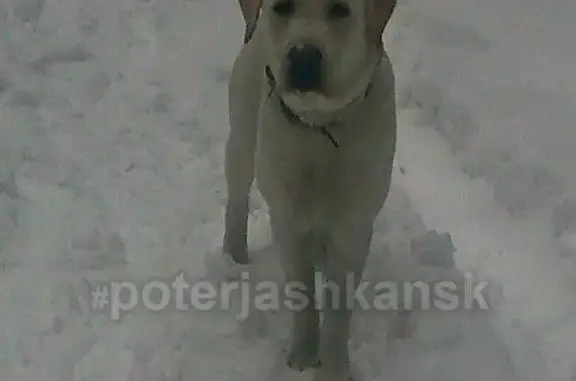 Пропала собака в Южном посёлке, Первомайский район