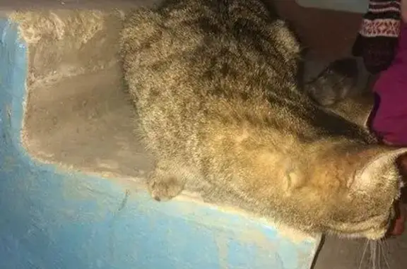 Найдена кошка в Индустриальном районе, на шоссе Космонавтов 209