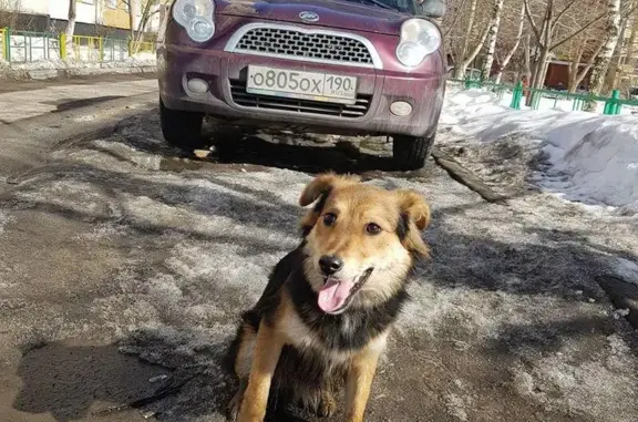 Найдена собака в Октябрьском, Люберецкий р-н.