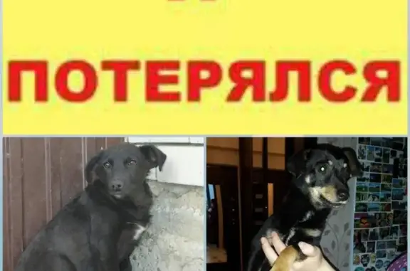 Пропала собака на ул. Комарова, г. Михайловск.