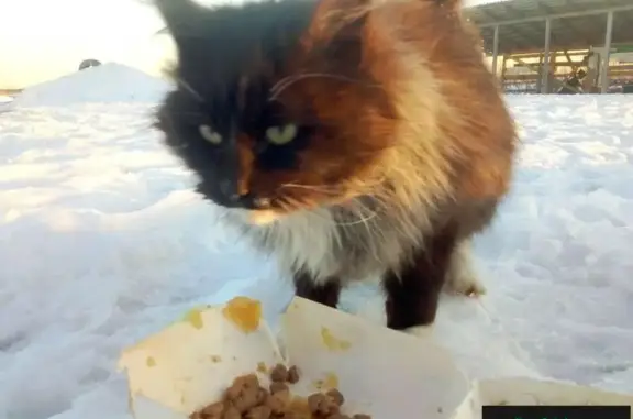 Найден голодный котенок возле Москва-реки и Новорязанки