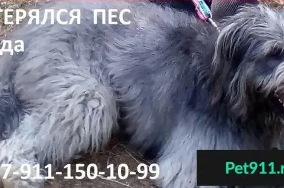 Пропала собака возле метро Лесная