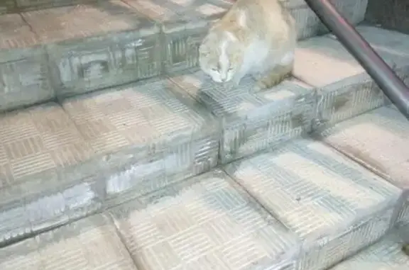 Найдена кошка в Тепличном, Воронеж.