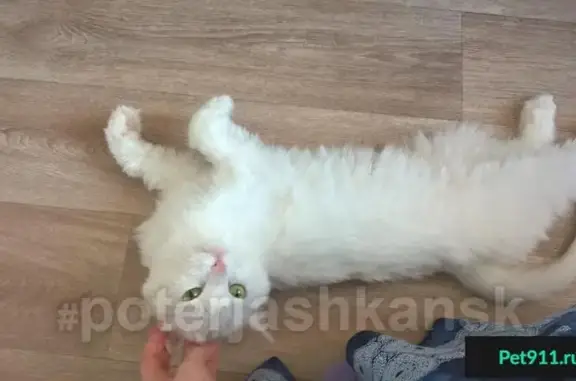 Найден белый кот на ул. Ольги Жилиной, Новосибирск
