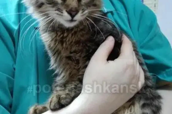 Найден котенок с травмой в Калининском районе.