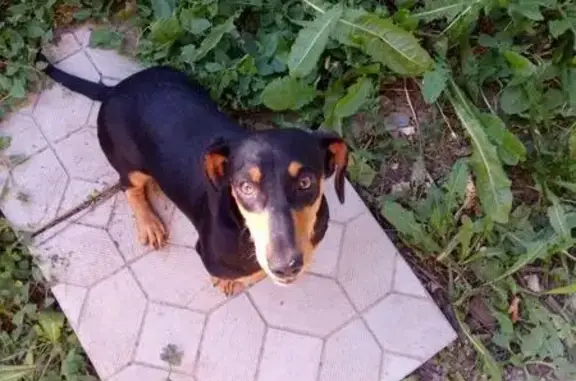 Пропала собака Чапа в Детском парке, Симферополь.