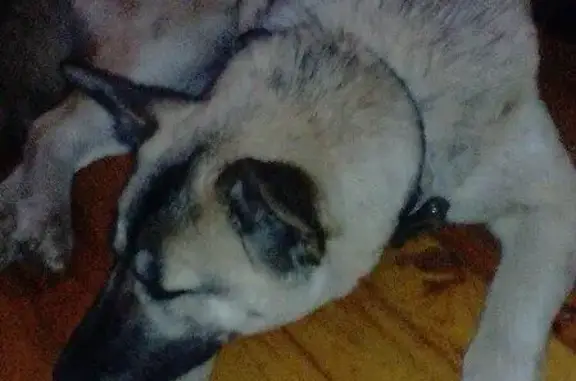 Найдена добрая собака с ошейником в Одинцово