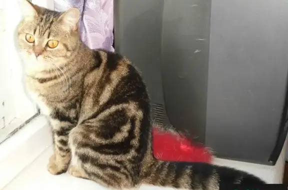 Найдена кошка Ксюша, ищет дом (Пермь)