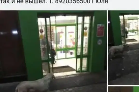 Найден лабрадор без ошейника возле Пятерочки в Иваново