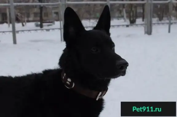 Найден пёс в СПб, ищем нового хозяина