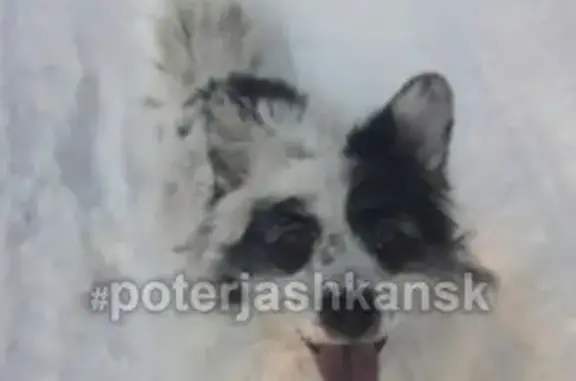 Пропала собака Бим в Барышево, вознаграждение!