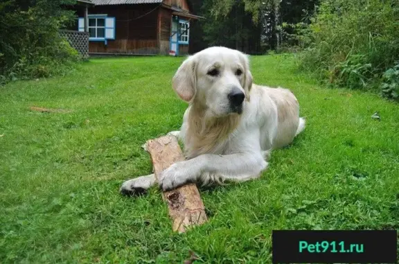 Пропала собака Стиф-Стифлер в Красноярске, помогите найти!