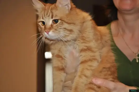 Найдена кошка, Ростов-на-Дону, фото: Найден рыжий кот в Ростове-на-Дону