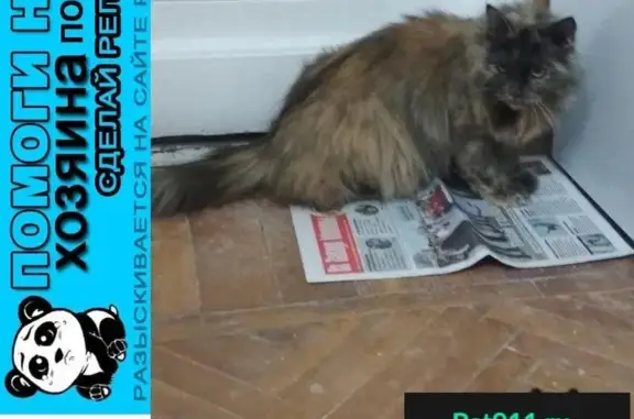 Пропала кошка в Москве, найдено животное.