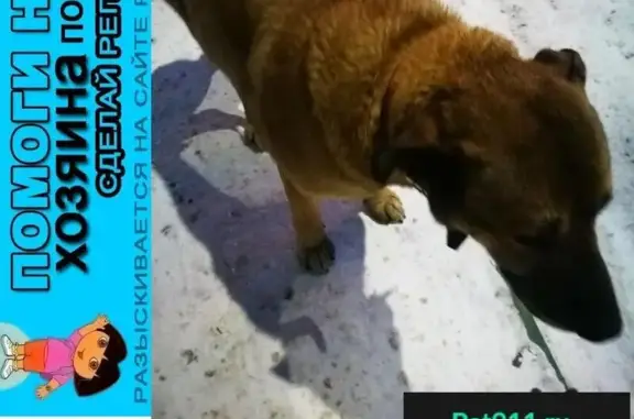 Пропала собака в Нахабино, ласковый пес-кобель с ошейником.