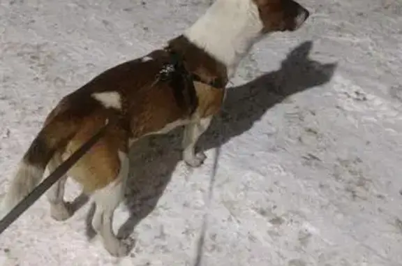 Найдена собака в парке Отрадное, Москва.