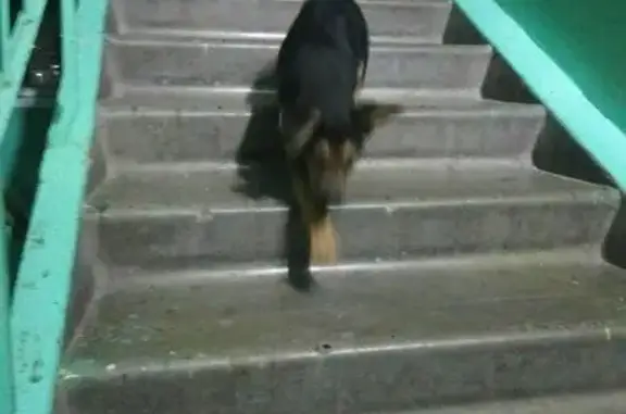 Найдена собака около 113 дома ул. Судостроительной, Красноярск