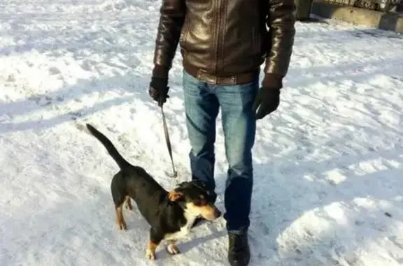 Найдена собака на ст. Петроградская, ищем хозяина.