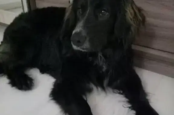 Найдена собака в Брянске - нужна передержка или дом